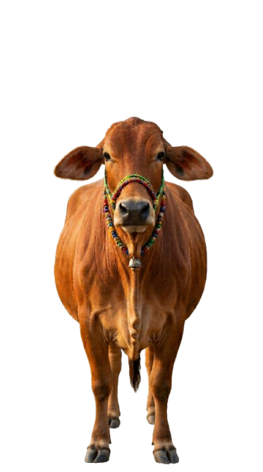 Happy Desi Cow